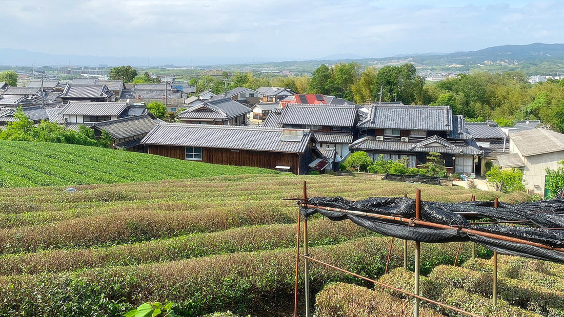 How is Matcha Made?