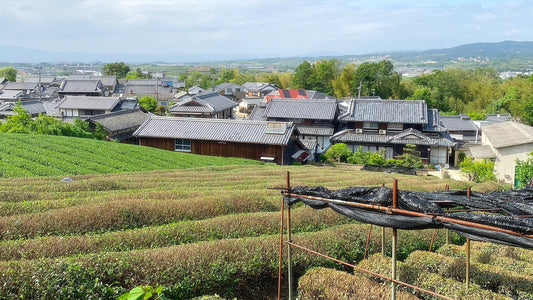 How is Matcha Made?