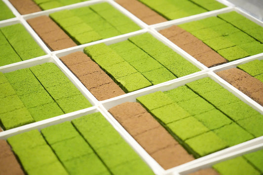 Matcha and Hojicha Nama Chocolate